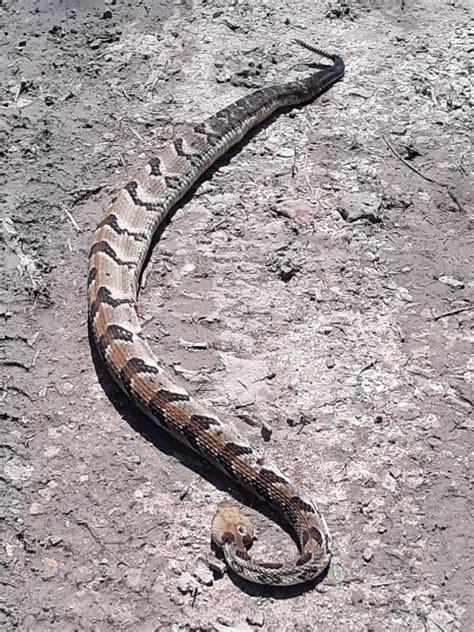 [Southern Oklahoma] : r/whatsthissnake