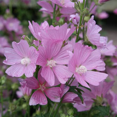 Malva Moschata Rosea Musk Mallow X Ole Lantana S Seed Store