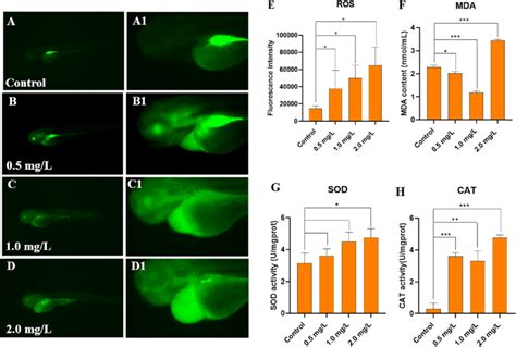 Benoxacor Induced Oxidative Stress Of Zebrafish Larvae A D