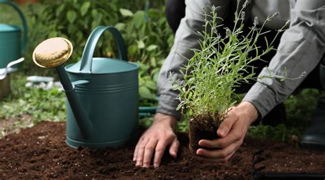 Reasons Your Lavender Plant Is Dying And How To Fix It