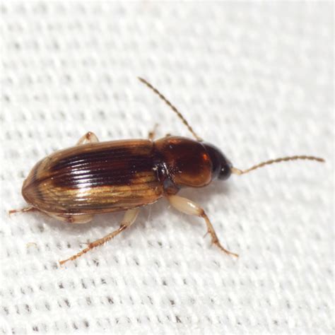 Seedcorn Beetle Stenolophus Lecontei Bugguide Net