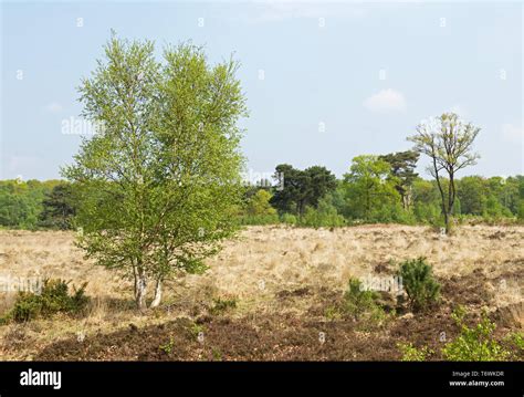 Skipwith Common National Nature Reserve North Yorkshire England Uk