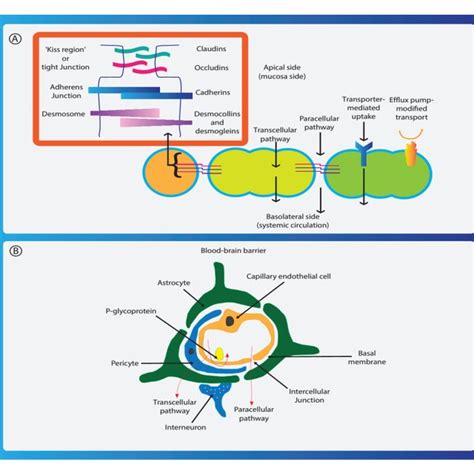 A Schematic Diagram Illustrating The Intestinal Mucosa Barrier And Bbb Download Scientific