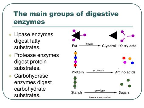 Ppt Revision Lesson On Enzymes Powerpoint Presentation Free Download Id 3109948