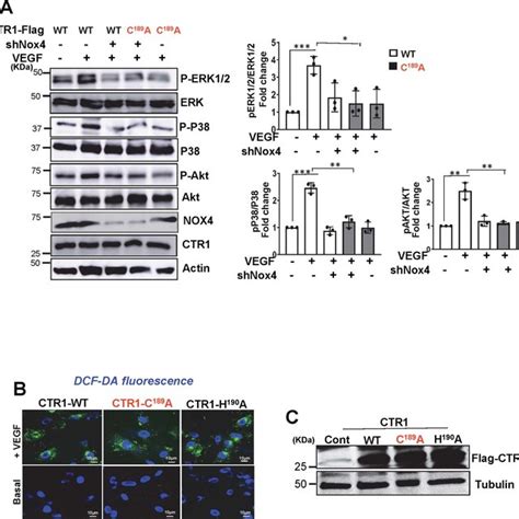 Nox4 ROS CTR1 Cys¹⁸⁹OH axis is required for VEGF induced VEGFR2