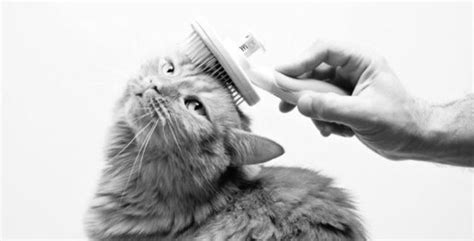 Cat Hairball Symptoms, Treatments And Remedy - IAMS Singapore