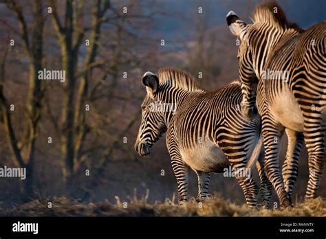 Rear View Close Up Two Grevy S Zebra Equus Grevyi Isolated Outdoors