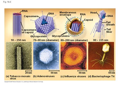 General Features Of Viral Reproductive Cycles