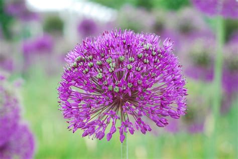 How To Grow Allium Purple Sensation The Garden Of Eaden