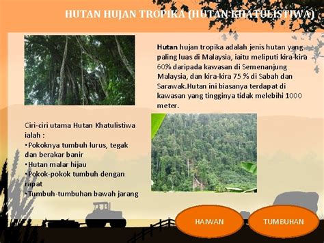 Gambar Pokok Hutan Hujan Tropika Artikel Ada Apa Dengan Hutan Hujan