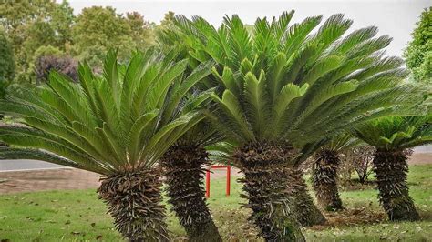 All You Need To Know About Sago Palm Seeds Planting Guide Tips And More Updated March 2025