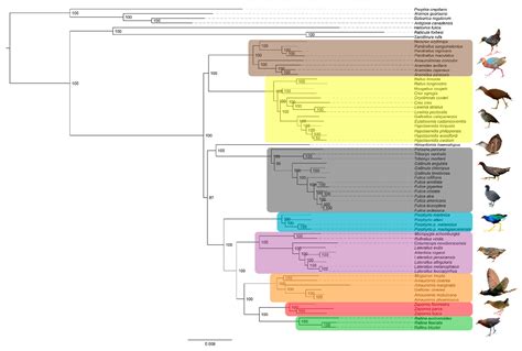 Diversity Free Full Text Phylogenomic Reconstruction Sheds Light On New Relationships And