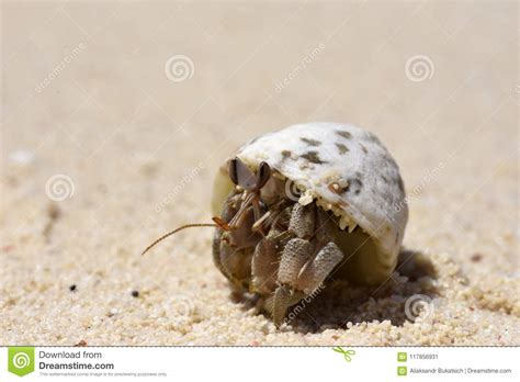 Crab Hermit Hides In The Shell On The Sand Near The Sea Shore Stock