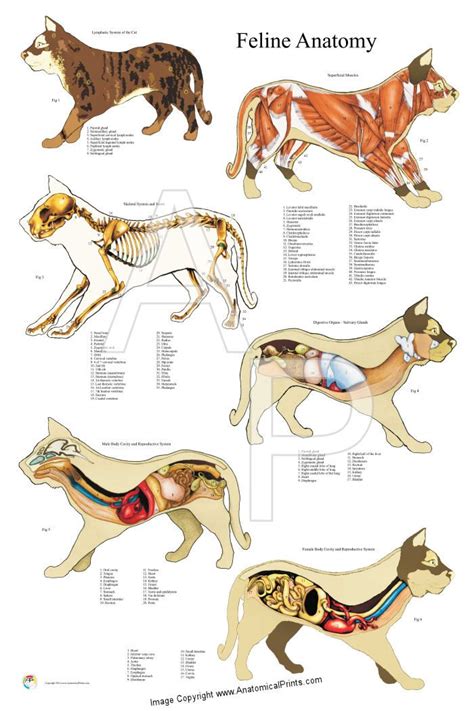 Cat Organs Diagram