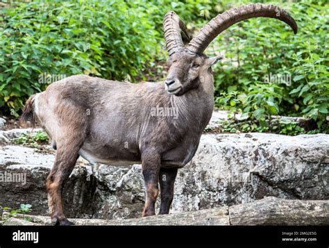 zoo animals in germany Stock Photo - Alamy