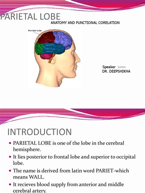 Parietal Lobe | PDF | Parietal Lobe | Somatosensory System