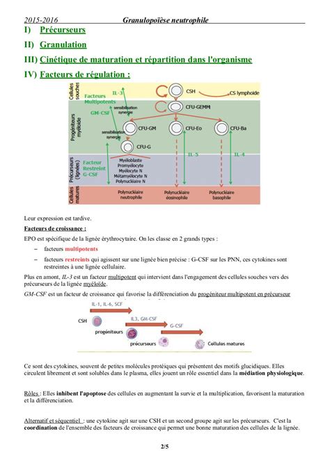 Facteurs De Croissance Gh Et Igf Physiologie De Cet Axe