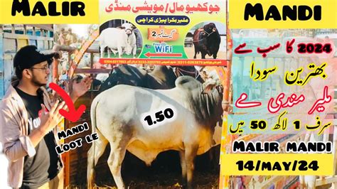 Malir Cow Mandi Cattle Rate Update Latest Updates Malir Mangal