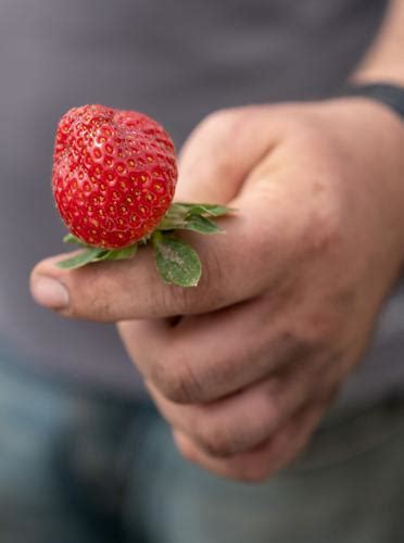 Tyler Berry Farm Gears Up For Strawberry Season Inaugural Spring