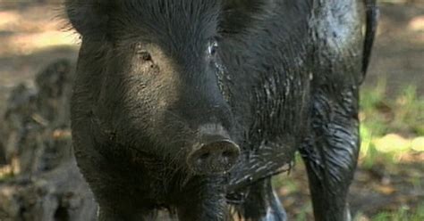 Feral Pigs Going Hog Wild Across Growing Area Of Us