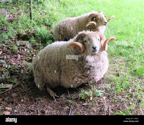 Rare Breeds Sheep Hi Res Stock Photography And Images Alamy