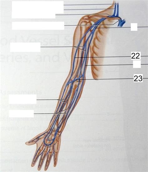 Arm Veins Diagram Quizlet