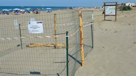 Nido Di Tartaruga Marina A Torvaianica Sorpresa In Spiaggia Le Uova