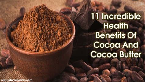 Incredible Health Benefits Of Cocoa And Cocoa Butter Try It Now