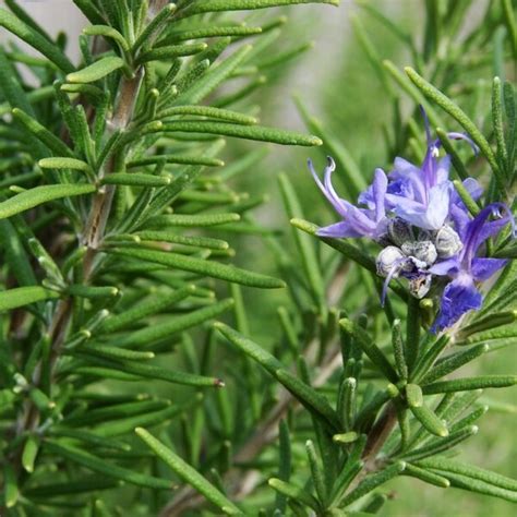 Rozmarin Plantare Ingrijire Boli Si Daunatori