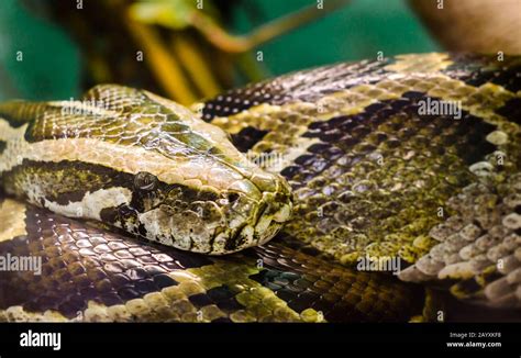 head and eye big snake anaconda close up Stock Photo - Alamy