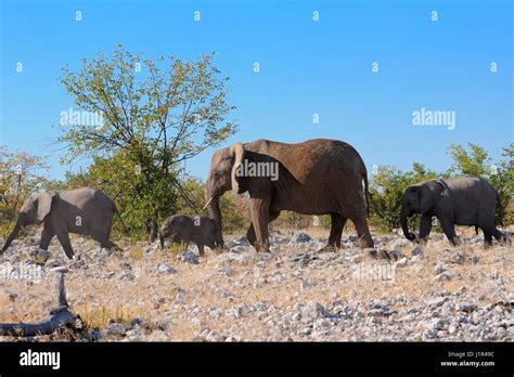 African Bush Elephants Loxodonta Africana Mother Male Baby And