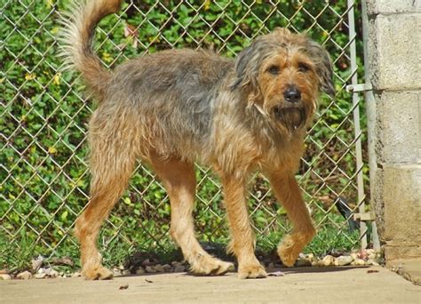 Airedale Terrier Mixes Airedale Terrier Mix Breeds Pictures All