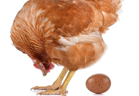 Why Hens Lay Weird Eggs Backyard Poultry