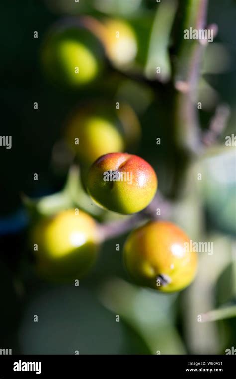 Wild Small Fruits In Nature Fifty Megapixels High Quality Ilex