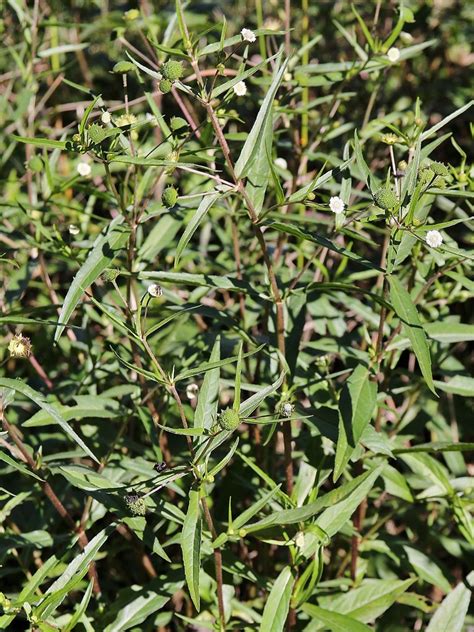 Eclipta Prostrata Eclipta Prostrata L L ASTERACEAE Loc Flickr