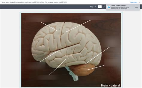 Brain Lateral Diagram Quizlet