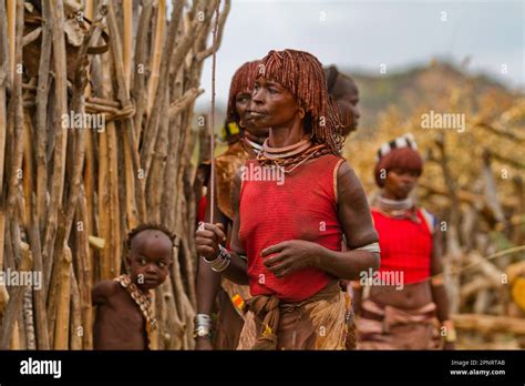 Bull-jumping ceremony Hamer Tribe, Ethiopia Stock Photo - Alamy