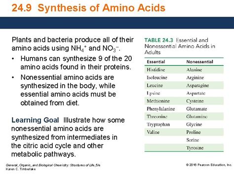 24 9 Synthesis Of Amino Acids Plants And