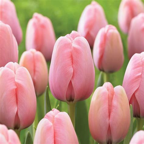 Tulipa Darwin Salmon Impression Lautrejardin