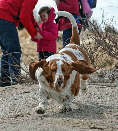 Basset Hounds Running Basset Hound Basset Hound Dog Basset