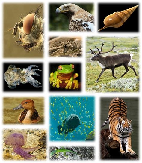 List of animals in Spanish (English-Spanish) - Learner trip