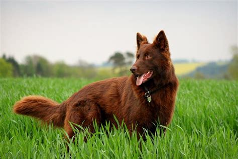 Brown German Shepherd Puppies