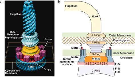 Flagellar Motors