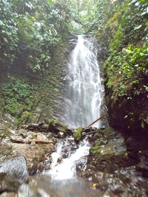 Cloud Forest, Mindo, Ecuador | Places to go, Landscape, Outdoor