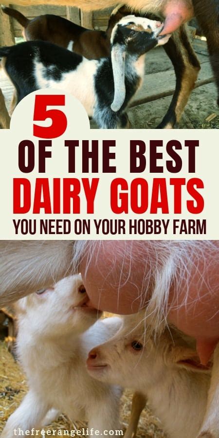 5 Best Dairy Goat Breeds For The Small Farm