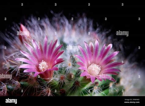 Close Up Pink Flower Of Mammillaria Boscana Cactus Stock Photo Alamy