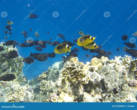 Fish Migration Royalty Free Stock Photography Image