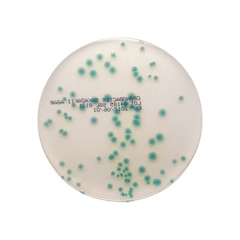 Chromogenic Cronobacter Isolation Agar 90mm Plate Southern Group