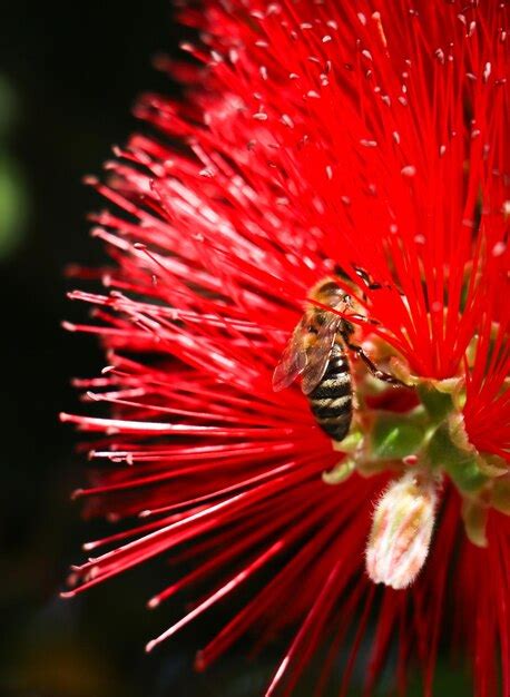 Concepto de polinización la abeja obrera amarilla y negra en la flor