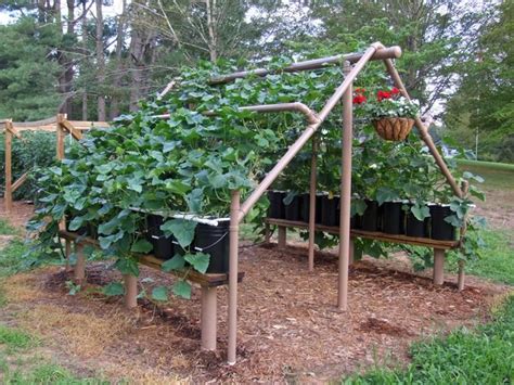 Ok Now Were Talking Pvc Pipe Structure With Potted Plants Squash Or